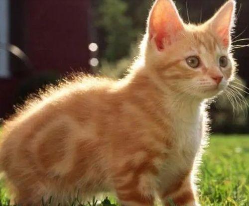 娱乐吃瓜猫咪视频大全下载