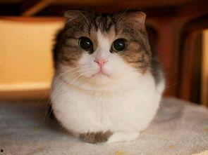 娱乐吃瓜猫咪视频大全下载