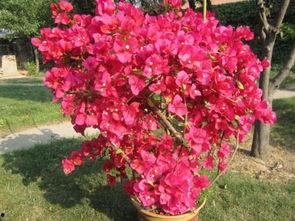 娱乐吃瓜酱三角梅,吃瓜酱视角下的娱乐圈三角关系揭秘