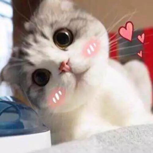 娱乐吃瓜酱内向的小猫,内向小猫的娱乐吃瓜日常