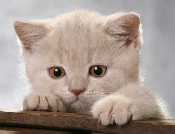 娱乐吃瓜酱内向的小猫,内向小猫的娱乐吃瓜日常